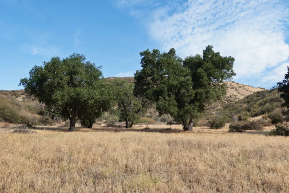 Two large California live oaks in a field of dry grass.